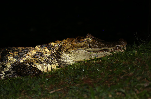 Spectacled Caiman - Laguna Lagarto, Costa Rica