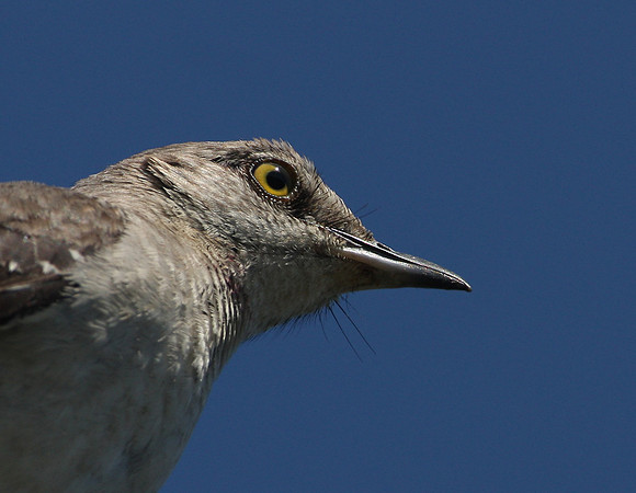Northern Mockingbird