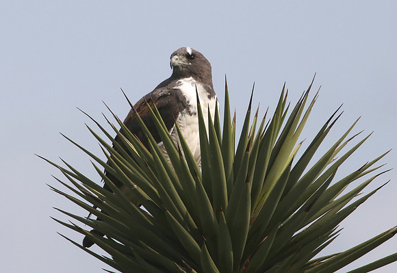 White-tailed Hawk Laguna Atascosa National Wildlife Refuge, Texa