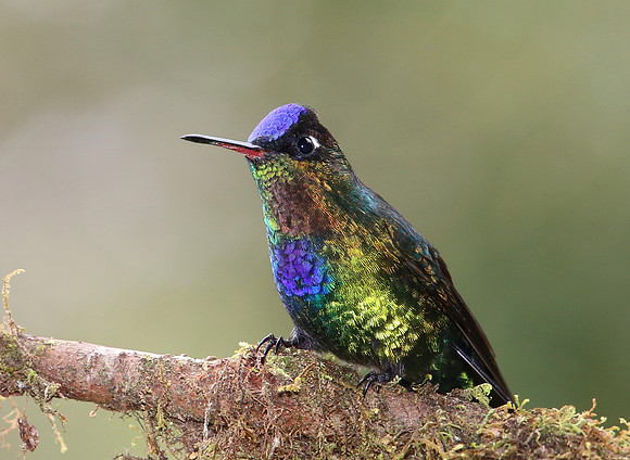 Fiery-throated Hummingbirds - Suria, Costa Rica