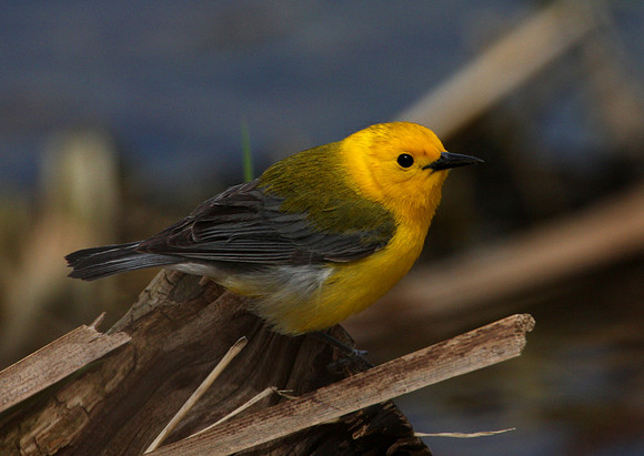 Prothonotary Warbler