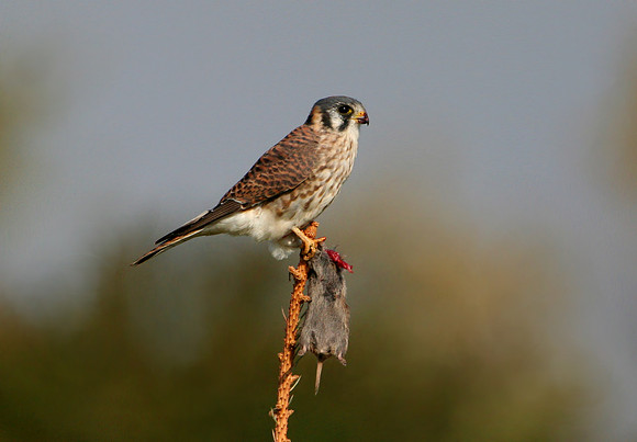 American Kestrel (with prey)