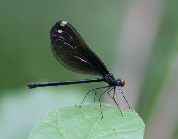 Ebony Jewelwing (female)