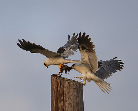 White-tailed Kite - Fight over prey - Galveston, Texas