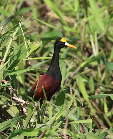 Northern Jacana - Casa Solimar, Costa Rica