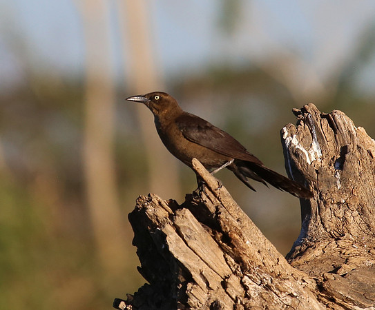 Great-tailed Grackle - Costa Rica