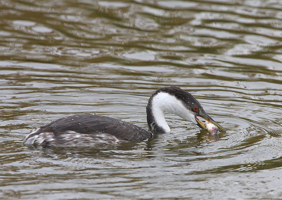 Western Grebe with fish