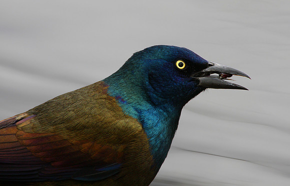 Common Grackle