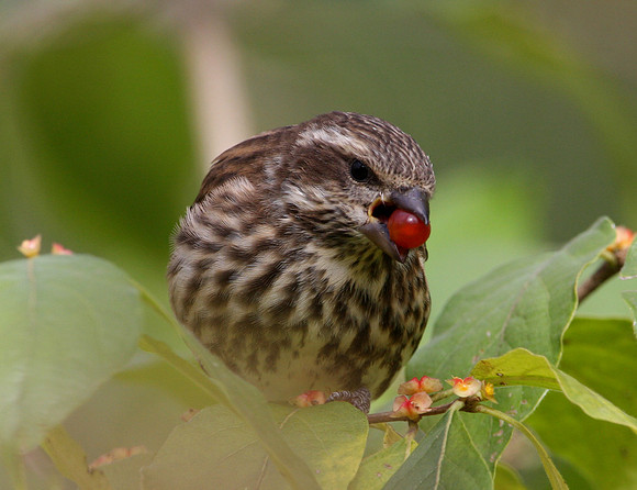 Rose-breasted Grossbeak