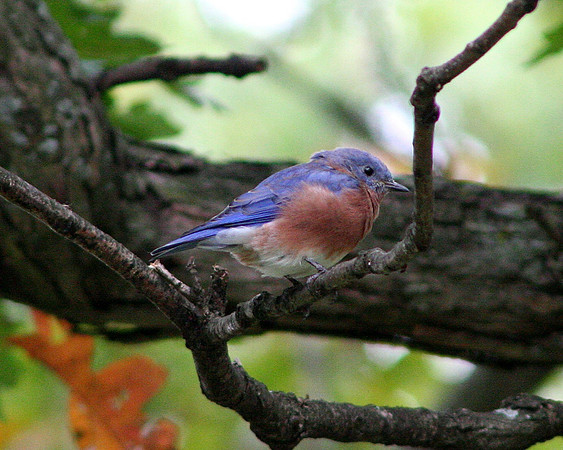 Eastern Bluebird
