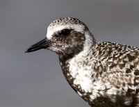 Black-bellied Plover Anahuac National Wildlife Refuge Texas