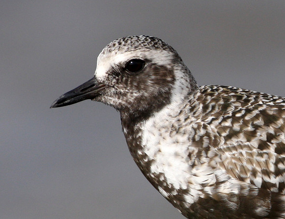 Black-bellied Plover Anahuac National Wildlife Refuge Texas