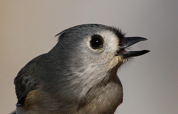 Tufted Titmouse