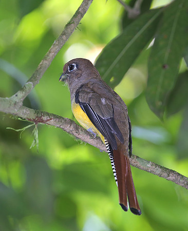 Black-throated Trogon - Selva Verde, Costa Rica
