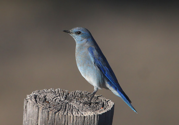Mountain Bluebird