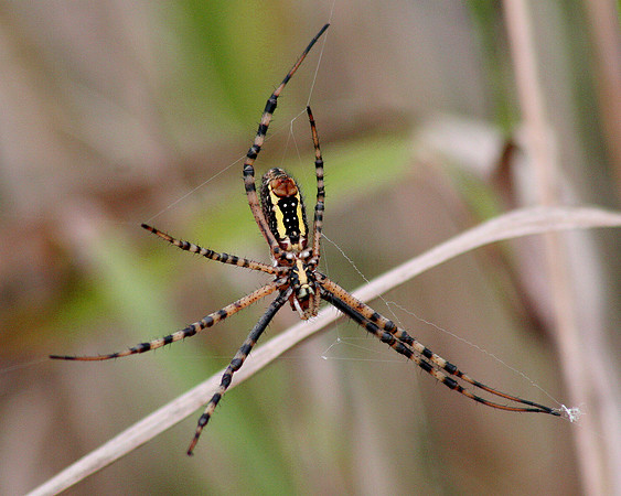 ID ? Spider