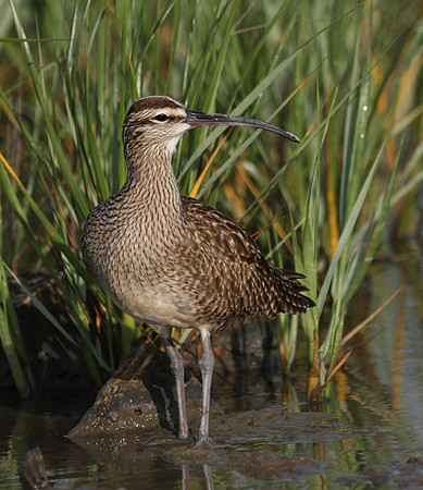 Whimbrel Anahuac National Wildlife Refuge Texas