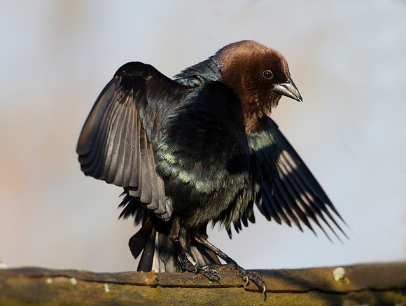 Brown-headed Cowbird