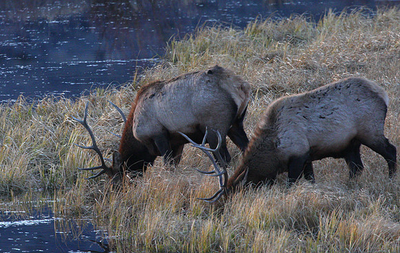 Elk Yellowstone National Park