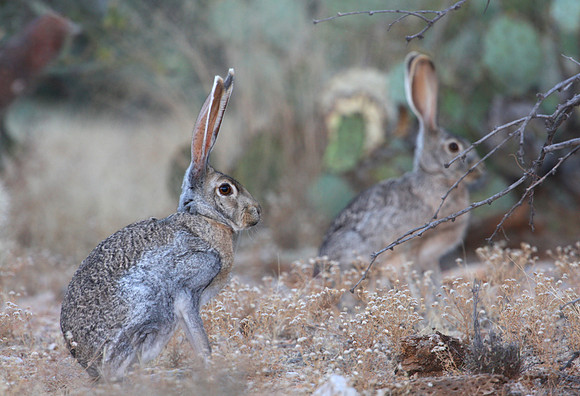 Antelope Jackrabbits - Saguaro National Park