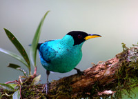Green Honeycreeper - Selva Verda, Costa Rica