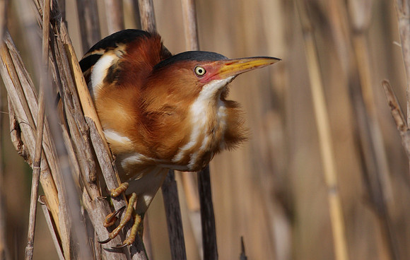 Least Bittern - Anahuac NWR
