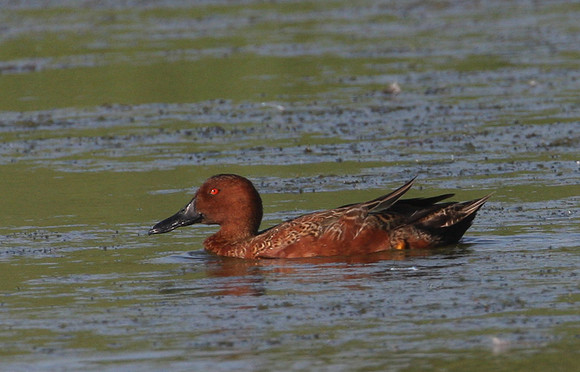 Cinnamon Teal