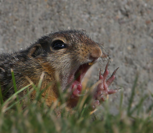 Thirteen-lined Ground Squirrel
