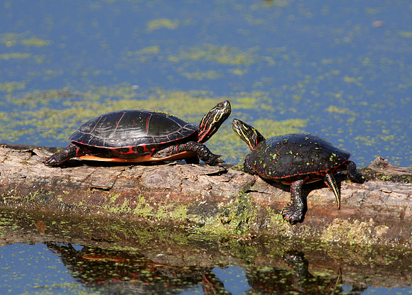 Painted Turtle