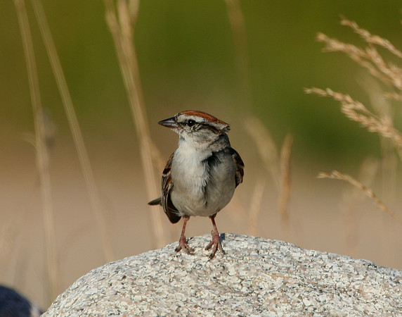 Chipping Sparrow