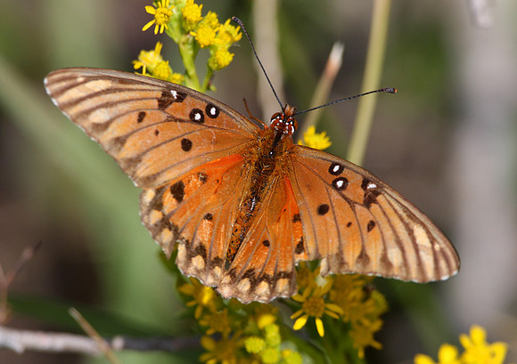 Gulf Fritillary
