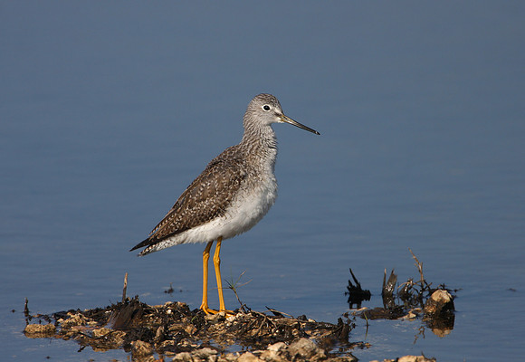 Greater Yellowlegs