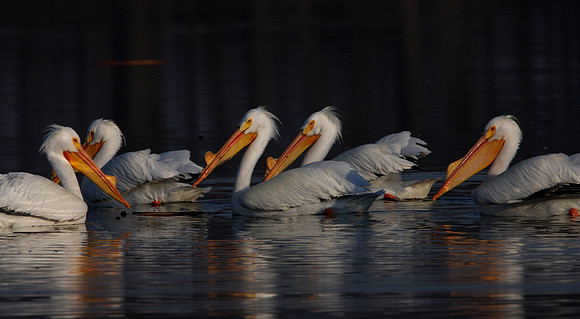 American White Pelican