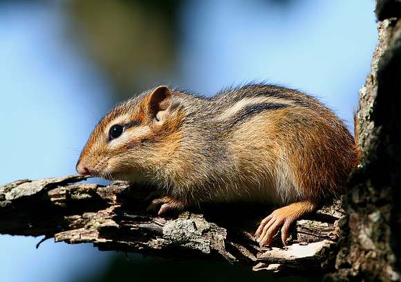 Eastern Chipmunk