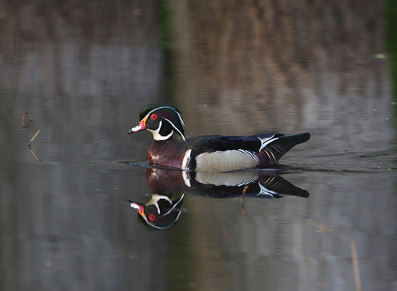 Wood Duck Palos 2