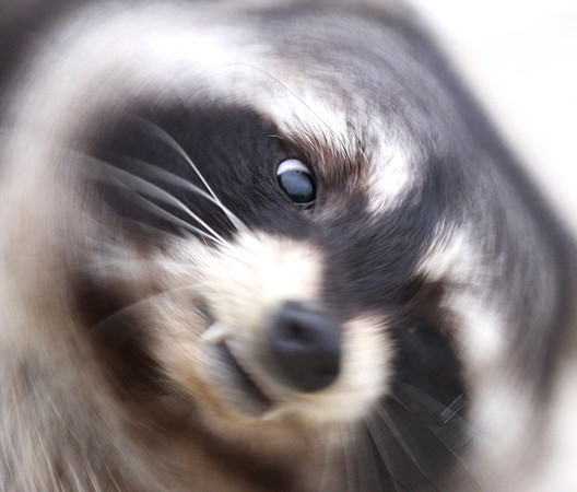 Raccoon - Goose Lake Prairie
