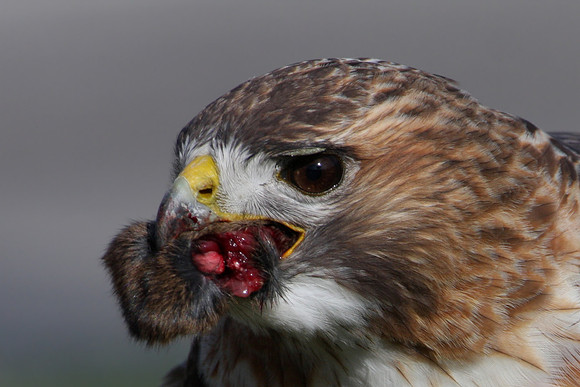 Red-tailed Hawk.  Naperville.  Gas Station Hwy 59.