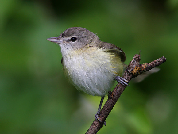 Bell's Vireo - Midewin National Tallgrass Prairie