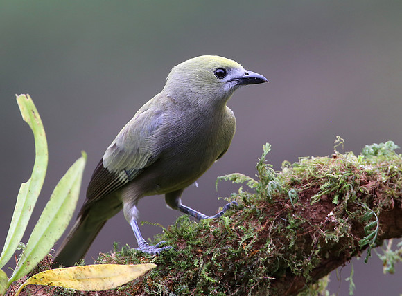 Palm Tanager - Laguna Lagarto, Costa Rica