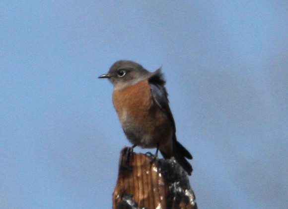 Western Bluebird