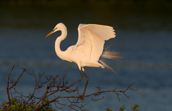 Great Egret