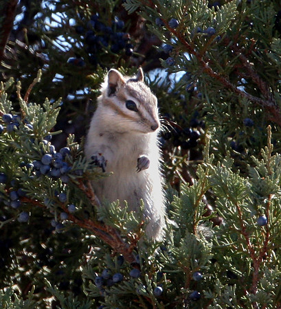 Least Chipmunk - Badlands, South Dakota