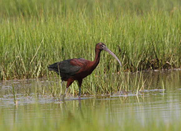 Glossy Ibis