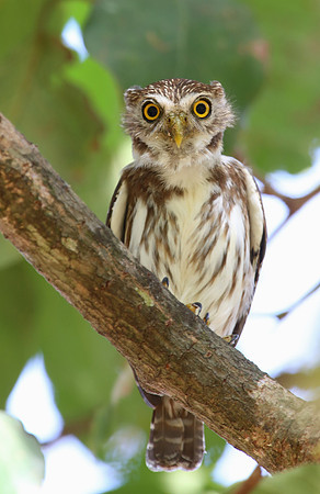 Ferruginous Pygmy-Owl Casa Solimar, Costa Rica
