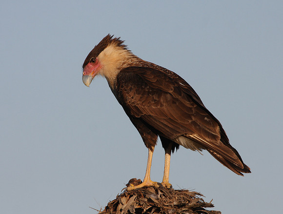 Crested Caracara - Juvenile