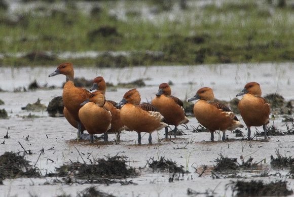 Fulvous Whistling Duck Anahuac National Wildlife Refuge Texas