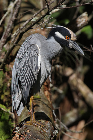 Yellow-crowned Night Heron - Corkscrew Swamp, Florida