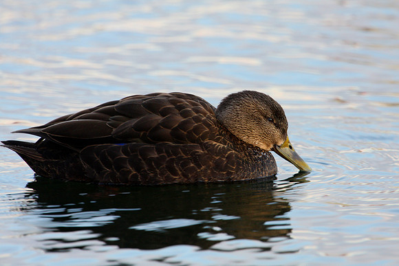 American Black Duck