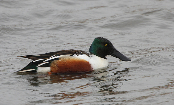 Northern Shoveler
