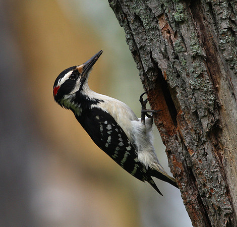 Hairy Woodpecker
